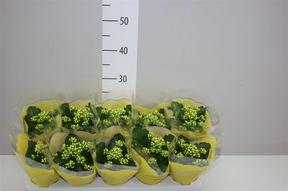 Kalanchoe  yellow