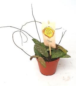 Succulent mix keramika