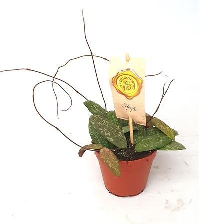 Succulent mix keramika
