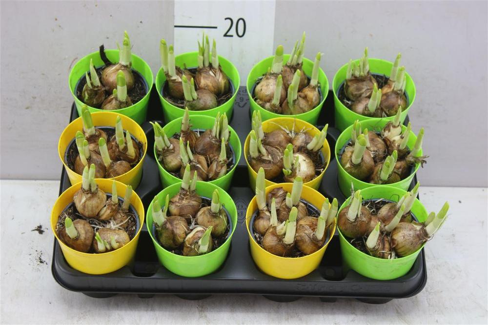 Narcis Tete a Tete obal