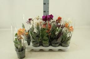 Phalaenopsis multiflora mix 1tak
