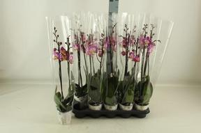 Phalaenopsis pink 2tak 14+