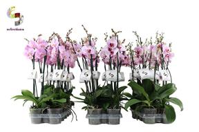 Phalaenopsis pink 2tak 14+