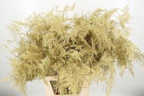Zeleň - asparagus vrf gold