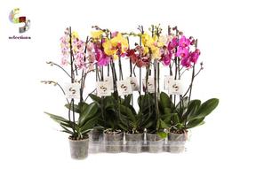 Phalaenopsis mix 2tak 16+