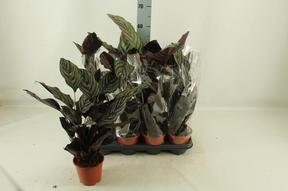 Calathea Sanderiana