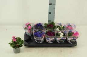 Saintpaulia Rococco mix