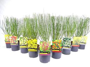 Cytisus praecox