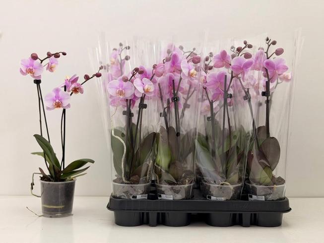 Phalaenopsis pink 2tak