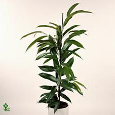 Ficus bin. Amstel King