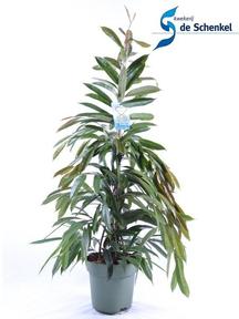 Ficus bin. Amstel King