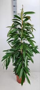 Ficus bin. Amstel King