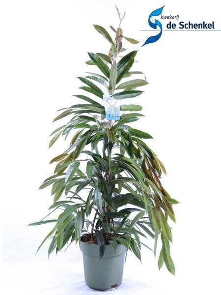 Ficus bin. Amstel King