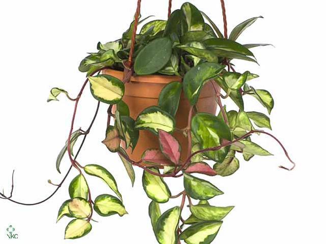 Hoya carnosa Tricolor