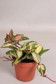 Hoya carnosa Tricolor