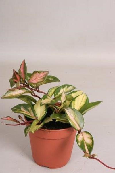 Hoya carnosa Tricolor
