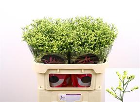Limonium china summer