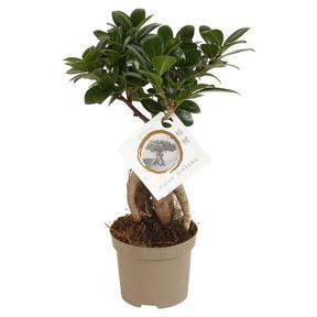 Ficus microcarpa Ginseng