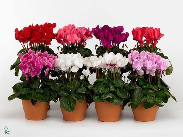 Cyclamen Super Allure mix