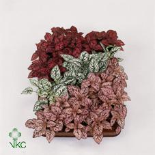 Hypoestes phyllostachya