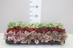 Hypoestes phyllostachya