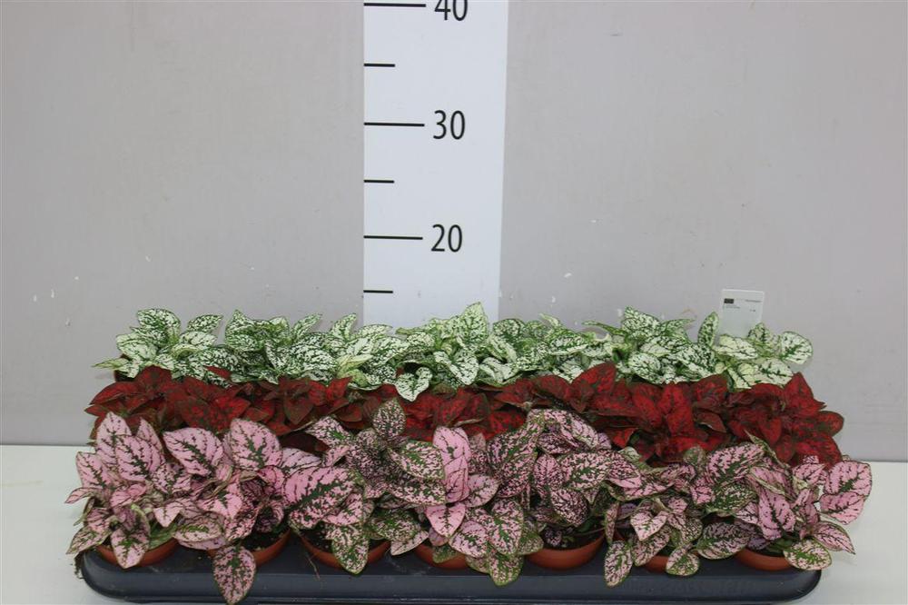 Hypoestes phyllostachya