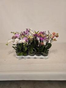 Phalaenopsis multiflora mix 2tak