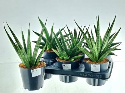 Sansevieria cylindrica mix