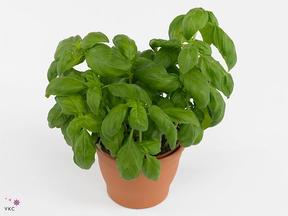 Ocimum basilicum