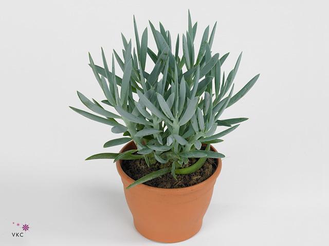 Senecio Everest
