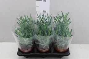 Senecio Everest