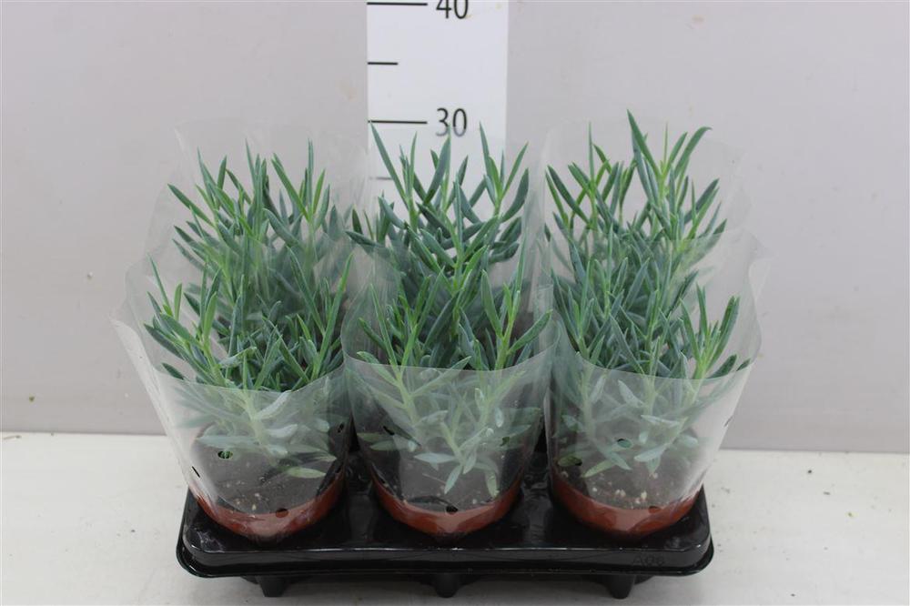 Senecio Everest