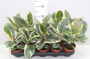 Ficus el. Tineke