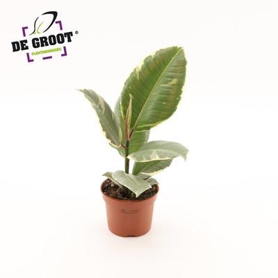 Ficus el. Tineke