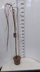 Salix Kilmarnock