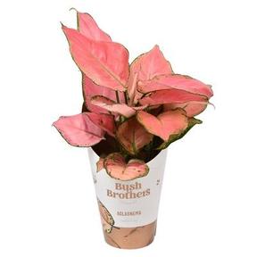 Aglaonema Crete
