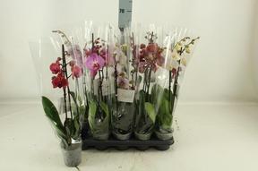 Phalaenopsis mix 2tak 16+