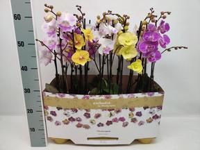 Phalaenopsis mix 2tak 16+