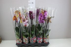 Phalaenopsis mix 2tak 16+