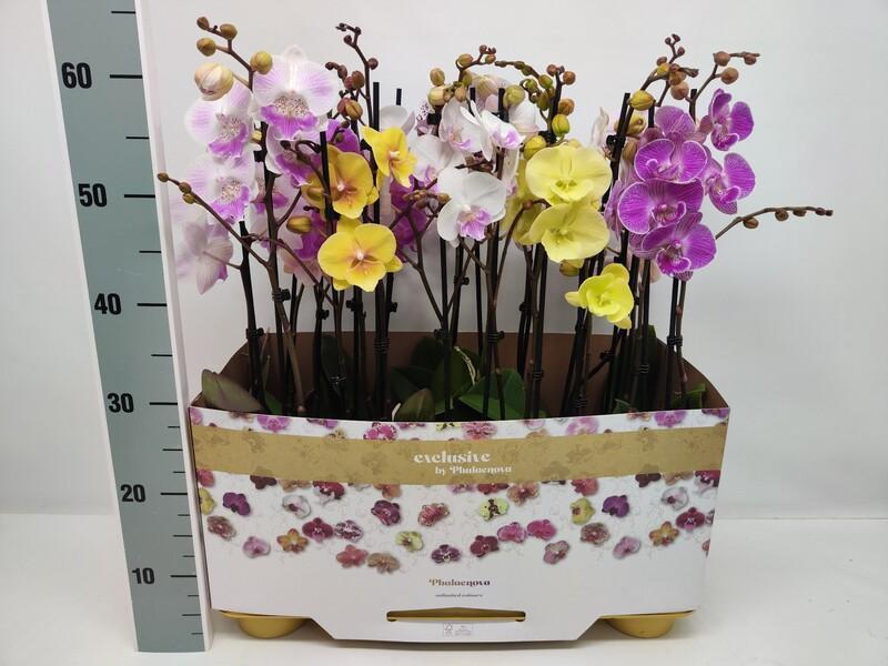 Phalaenopsis mix 2tak 16+