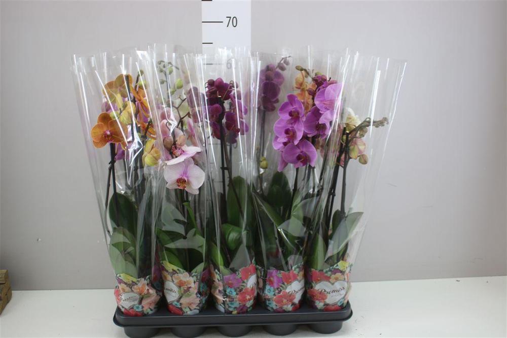 Phalaenopsis mix 2tak 16+