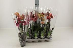 Phalaenopsis orange 2tak 18+