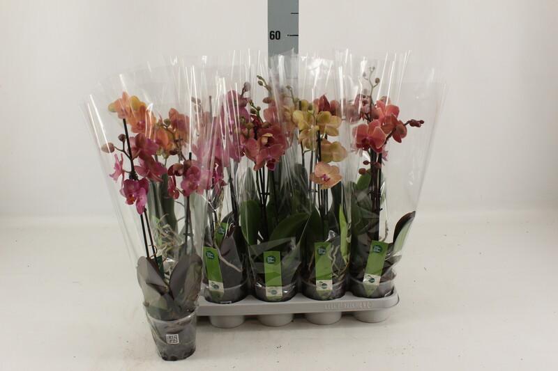 Phalaenopsis orange 2tak 18+