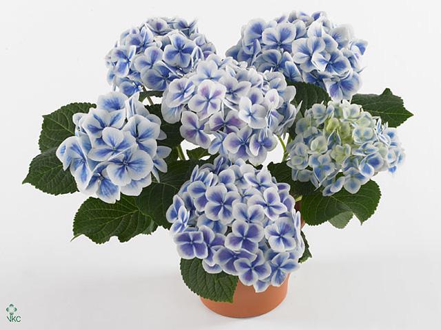 Hydrangea Moon bicolor 7-8