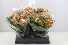 Hydrangea Moon bicolor 7-8