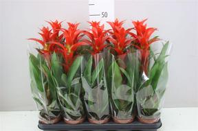 Guzmania Allura red