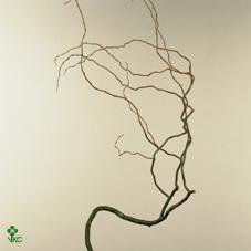 Salix kroucený CZ - ks