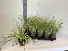 Dracaena surculosa