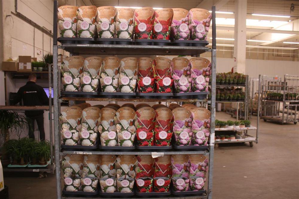 Paeonia mix