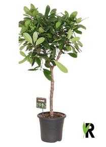 Ficus cyathistipula